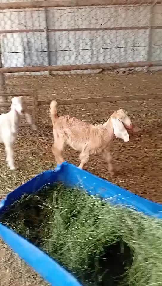 تيوس دواغير طيبه - 1
