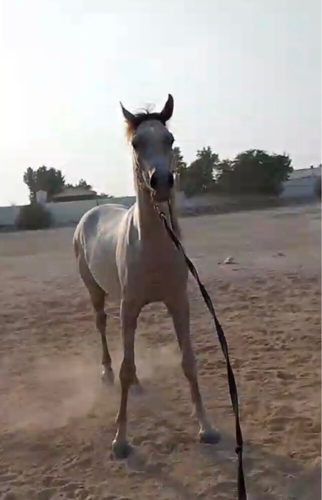 مهر عسيف عمره ثلاث سنين ونص داخل اربع بدون جواز صحته زينه  - 3