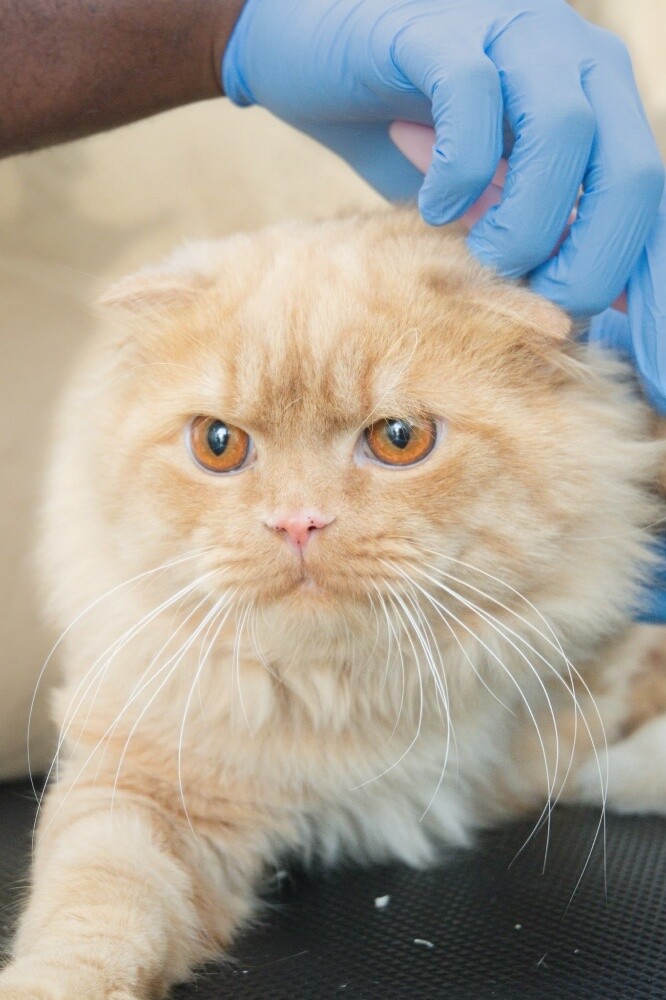 Scottish Fold - 1