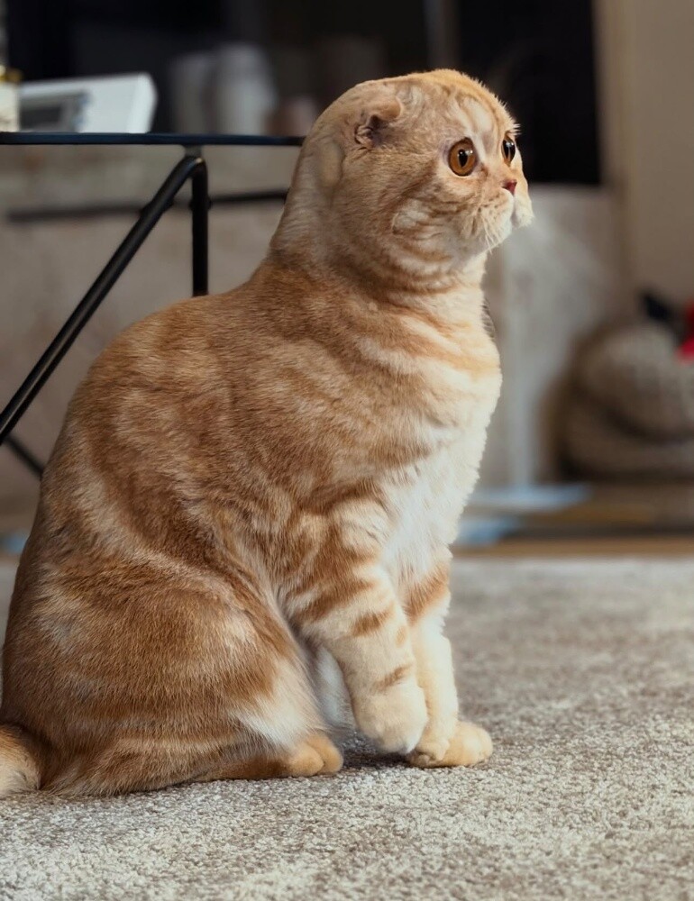 Scottish Fold - 2