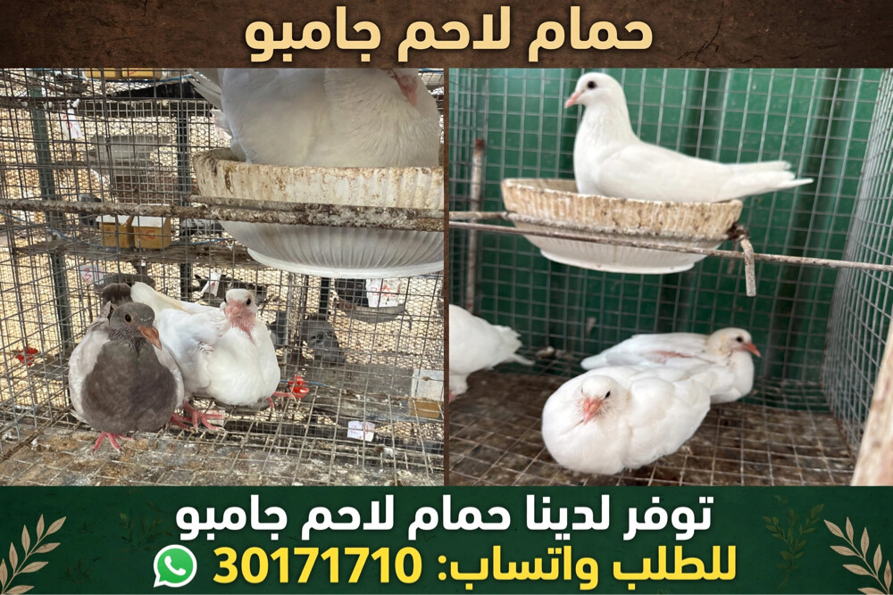 حمام لاحم زغاليل - 1