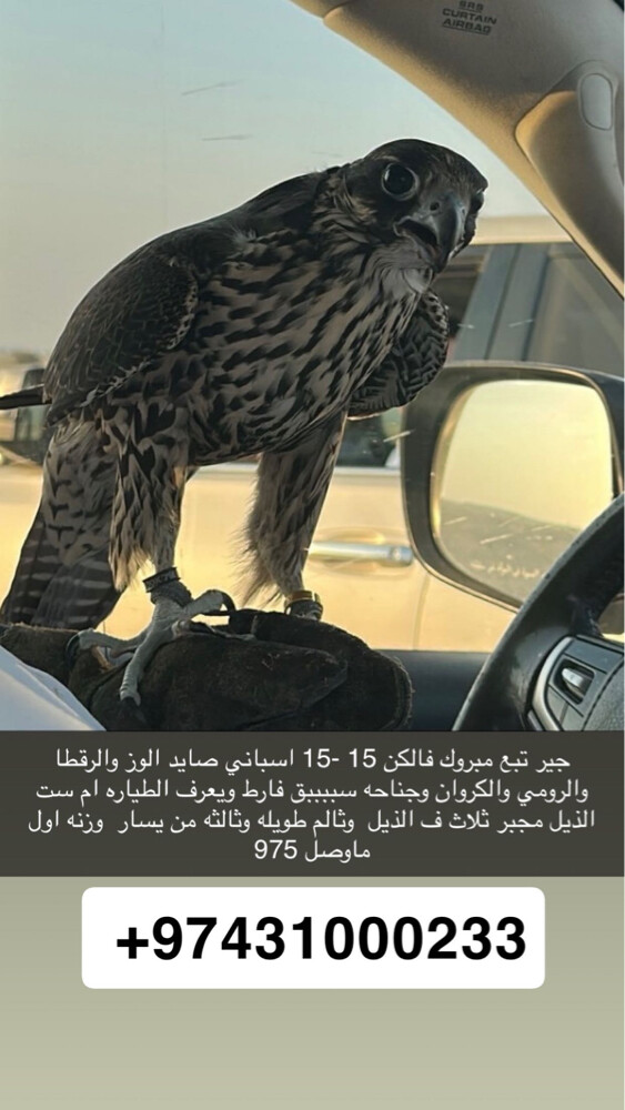 جير تبع - 1
