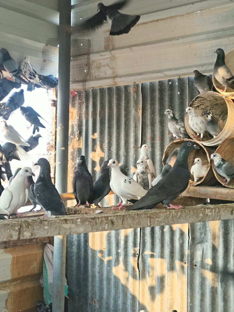 حمام عادي  - 3