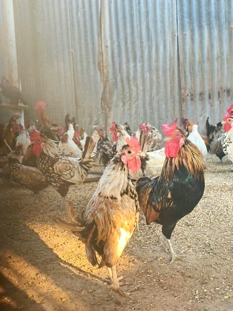 دجاج قزم بيض  - 3