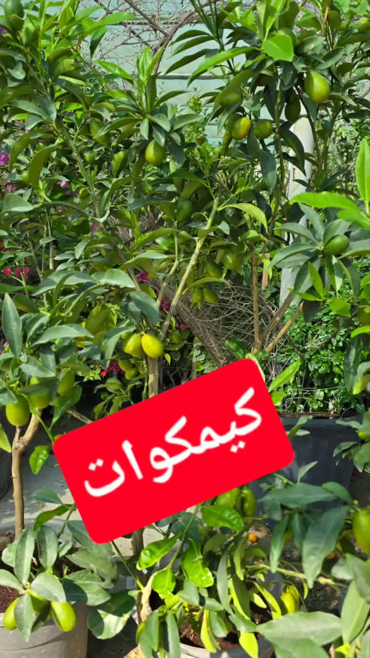 مزارع توريد شجرة الليمون - 1