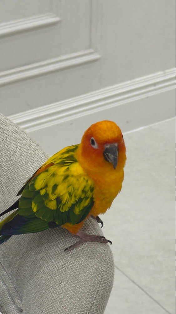 Sun conure - 1