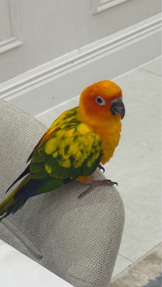 Sun conure - 2