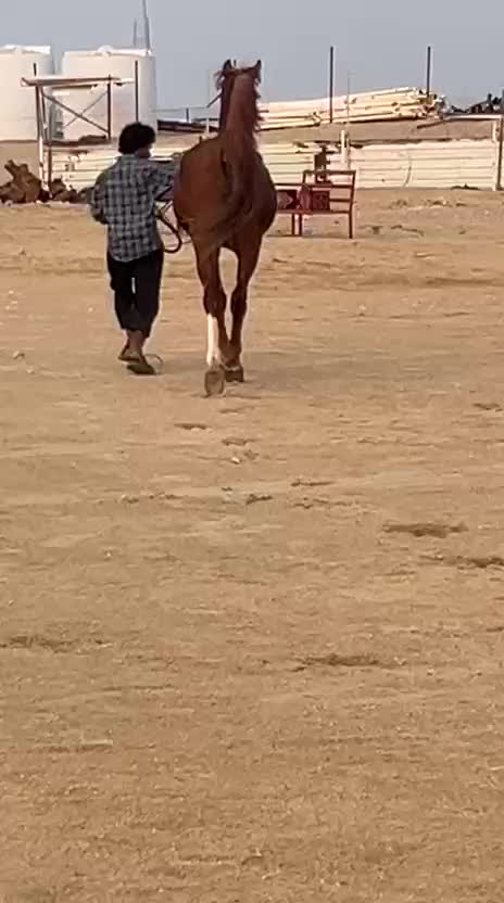 للبيع - 3