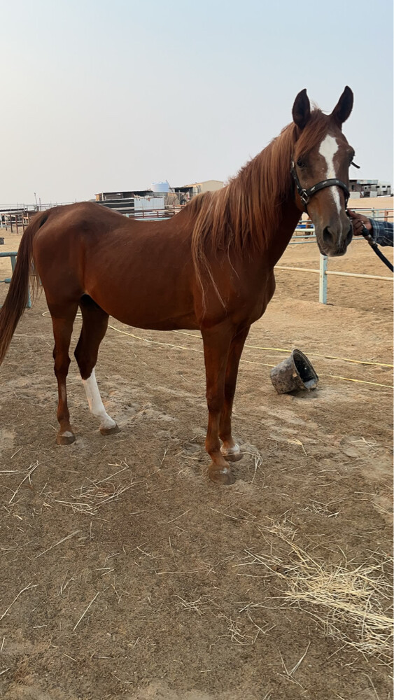للبيع - 2