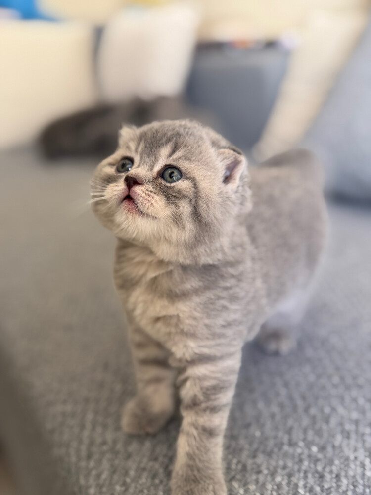 Scottish fold and straight - 1