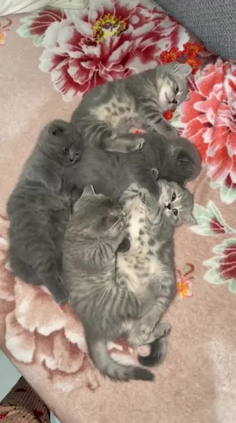 Scottish fold and straight - 7