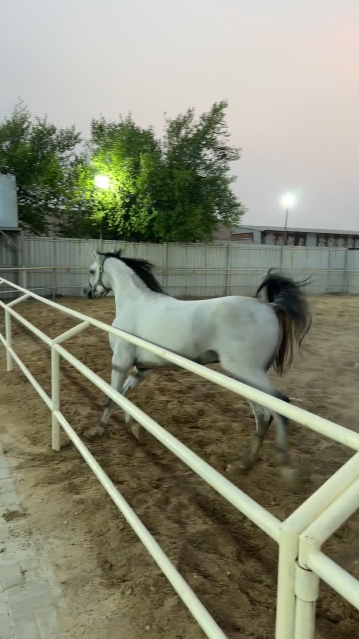  شهاب الجاسمية - 1