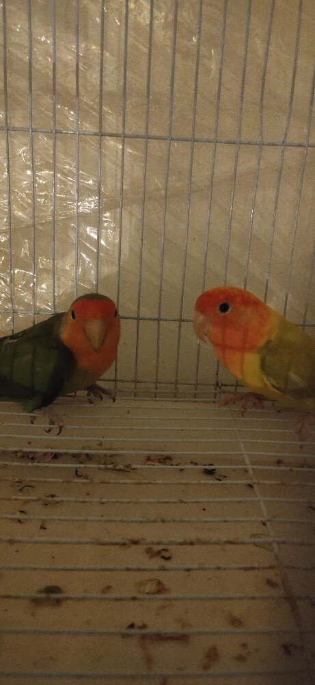 Love birds pair - 2