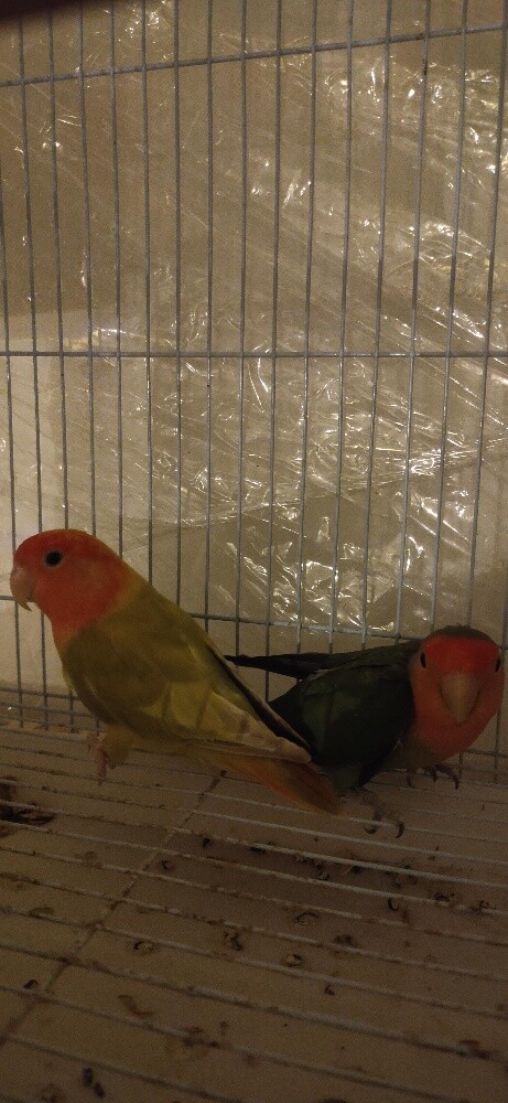 Love birds pair - 3