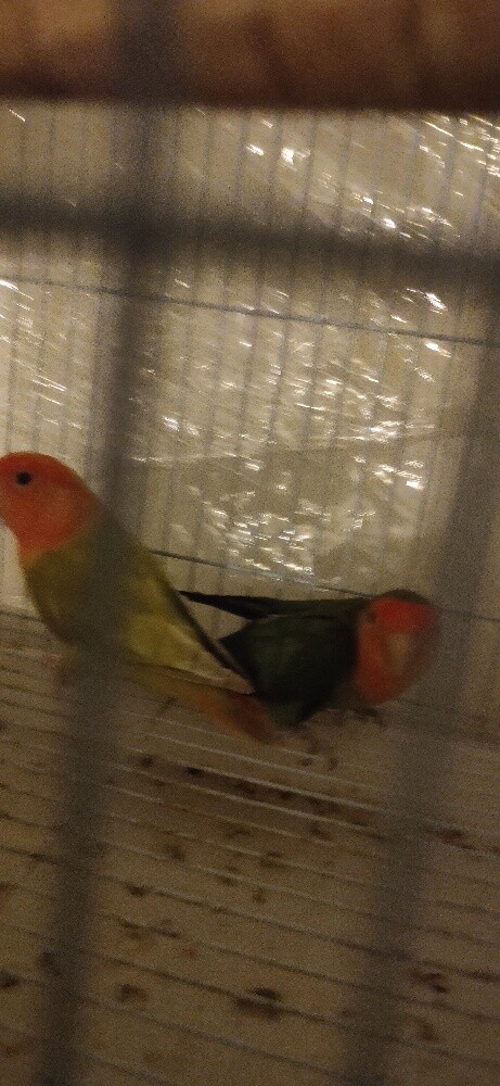 Love birds pair - 4