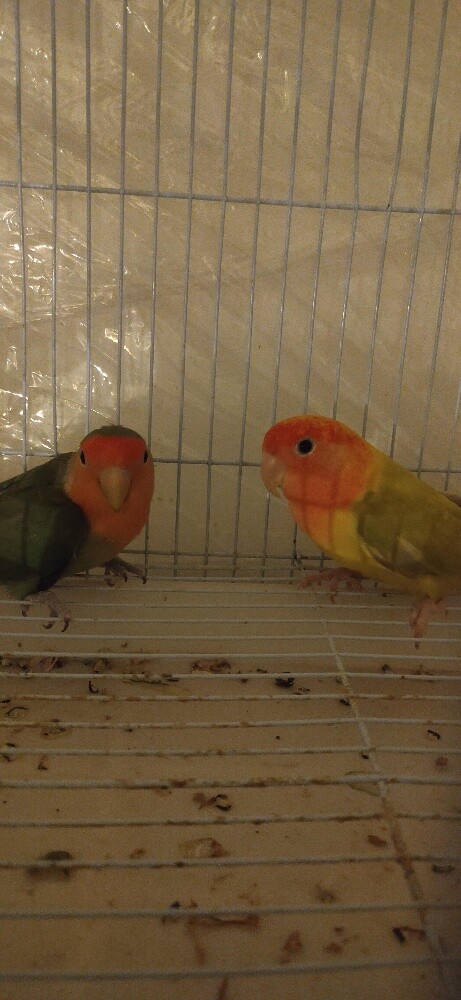 Love birds pair - 1