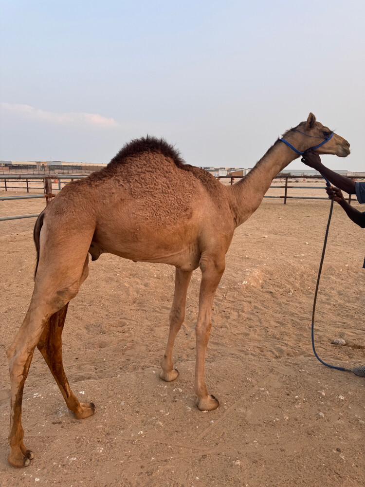 حوار  - 1