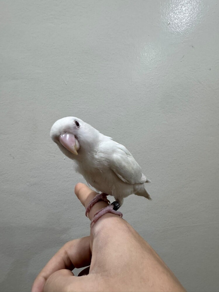 love bird ablino - 3