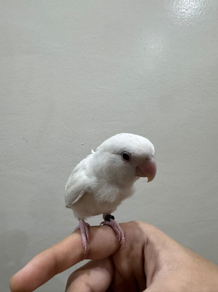 love bird ablino - 1