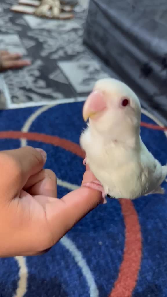 love bird ablino - 4