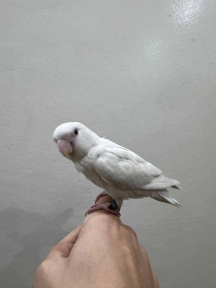 love bird ablino - 2