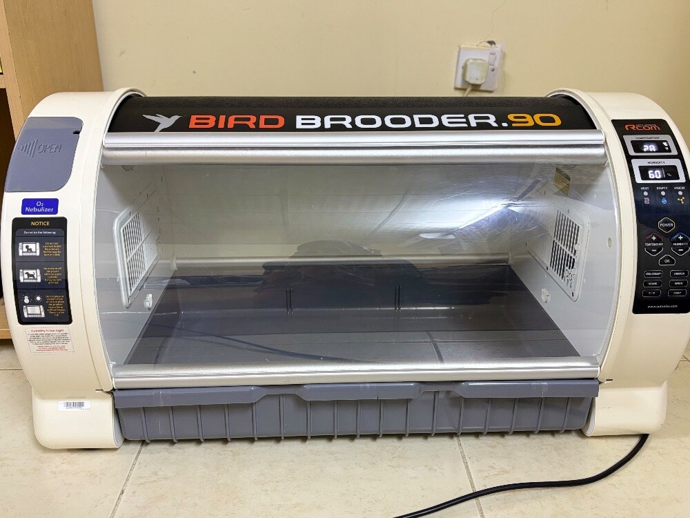 birds brooder - 2