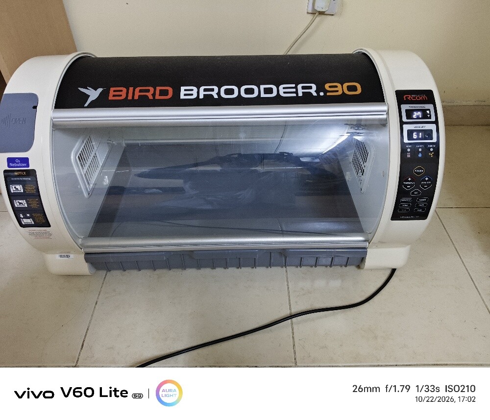 birds brooder - 1