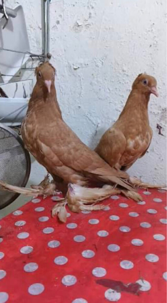 حمام عراقي   نضيف  - 1