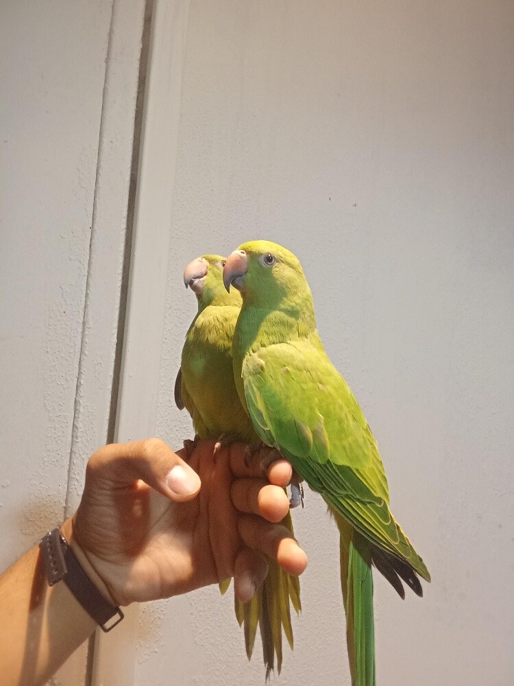 Koko & kuki - 2