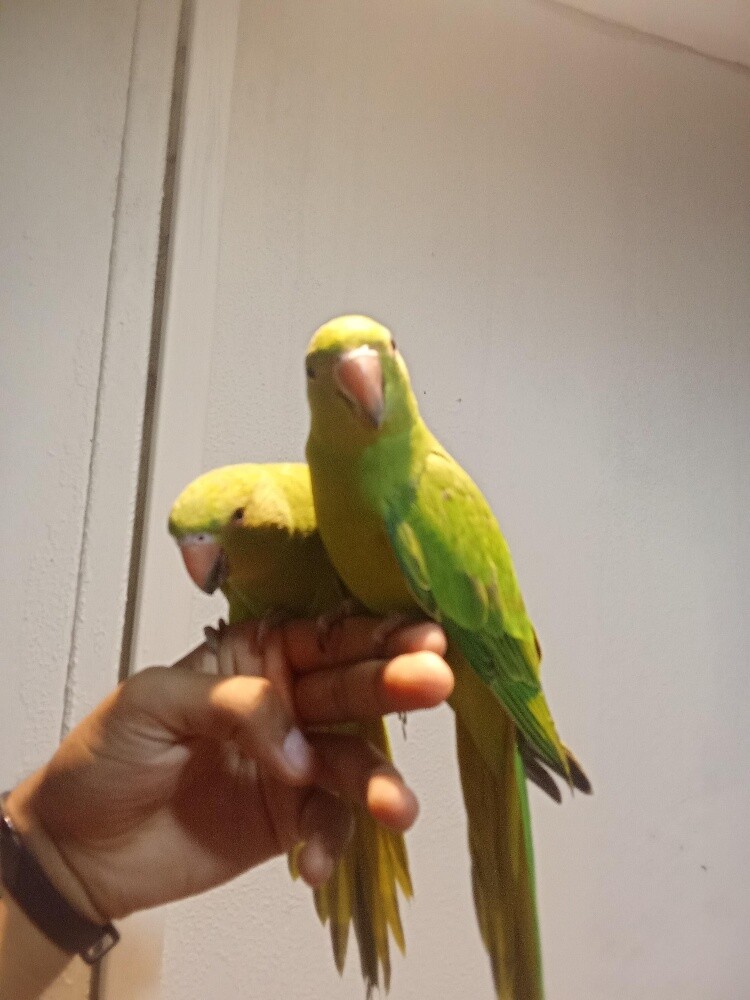 Koko & kuki - 3