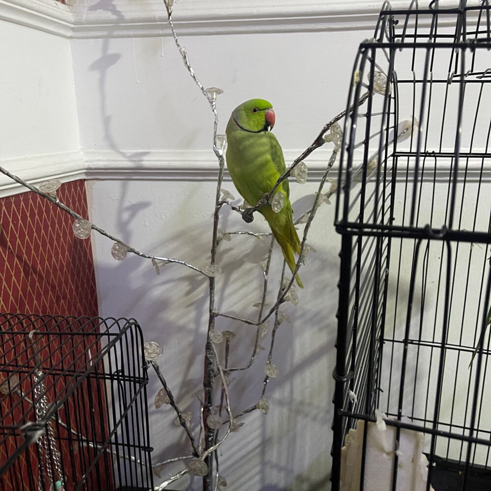 male ring neck parrot for sale  - 2