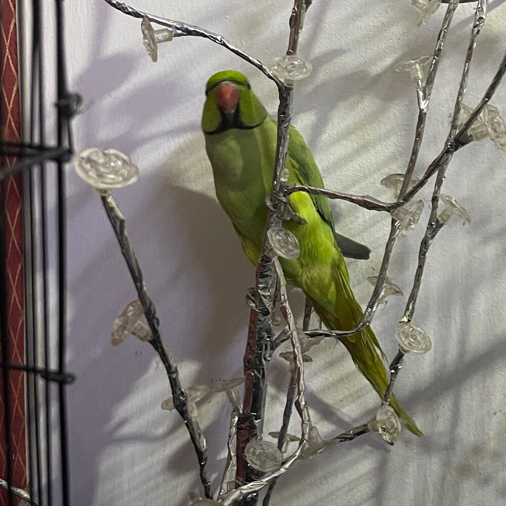 male ring neck parrot for sale  - 3