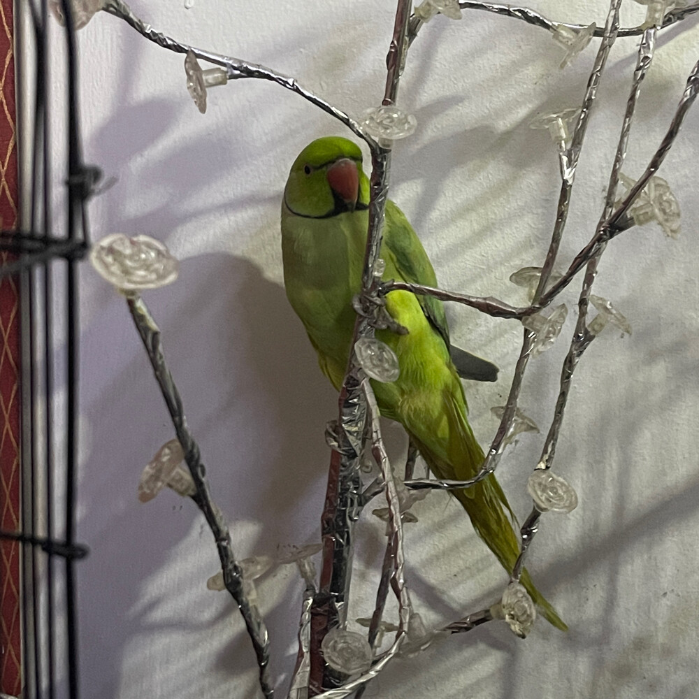 male ring neck parrot for sale  - 1