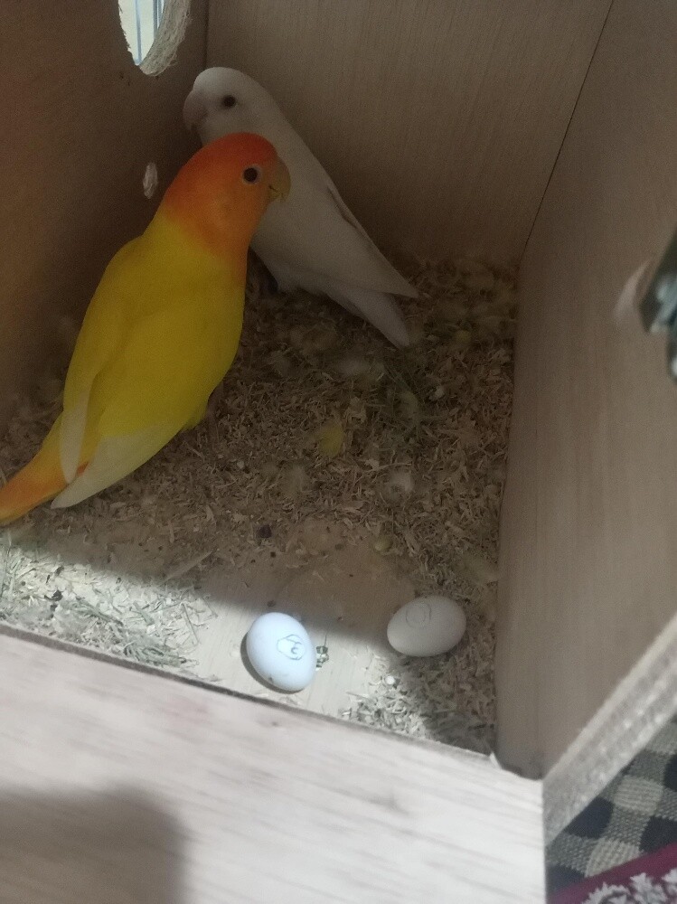 love Birds - 2