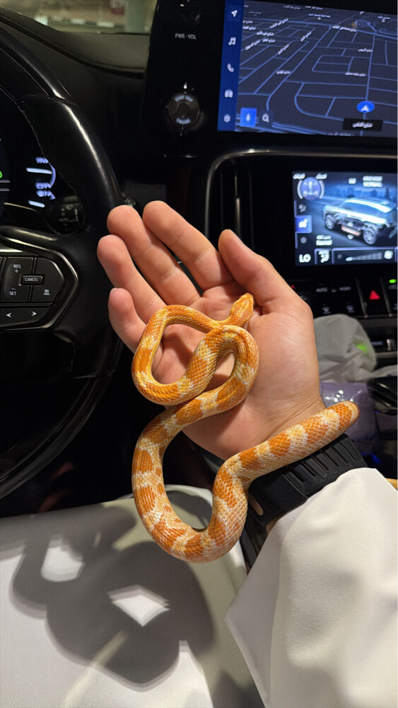 ثعبان كورن سنيك - 3
