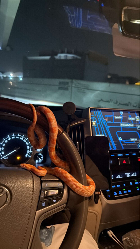 ثعبان كورن سنيك - 1