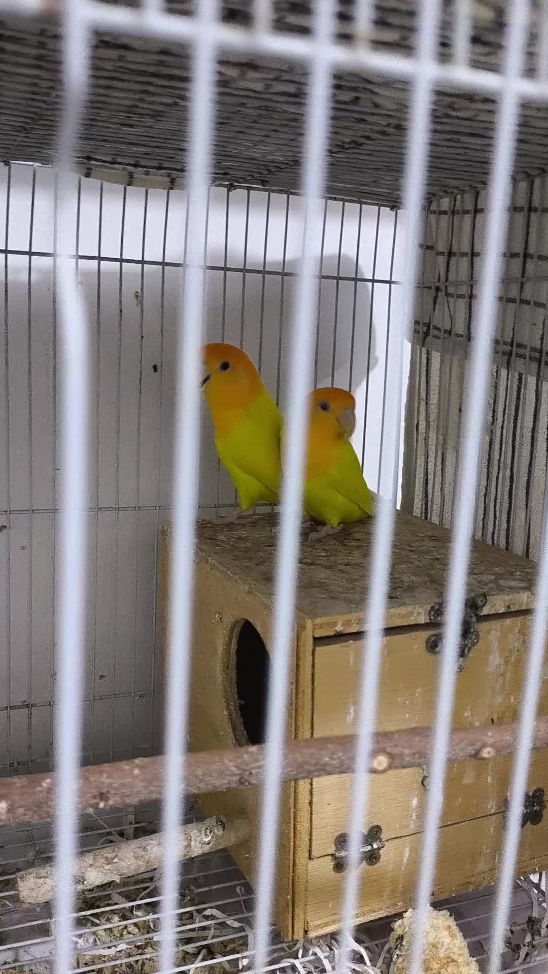 A pair of lovebirds ready for breed - 1