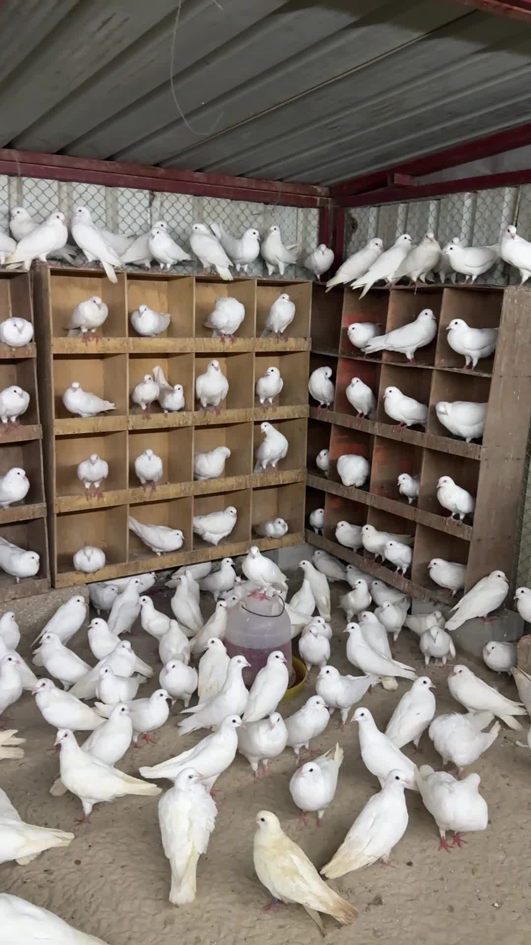 لاحم جامبو الجوز 60 - 5