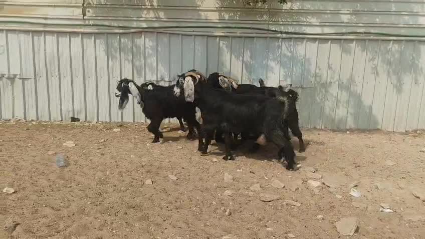 للبيع معزه عوارض طيبه دفيع وحليب - 3