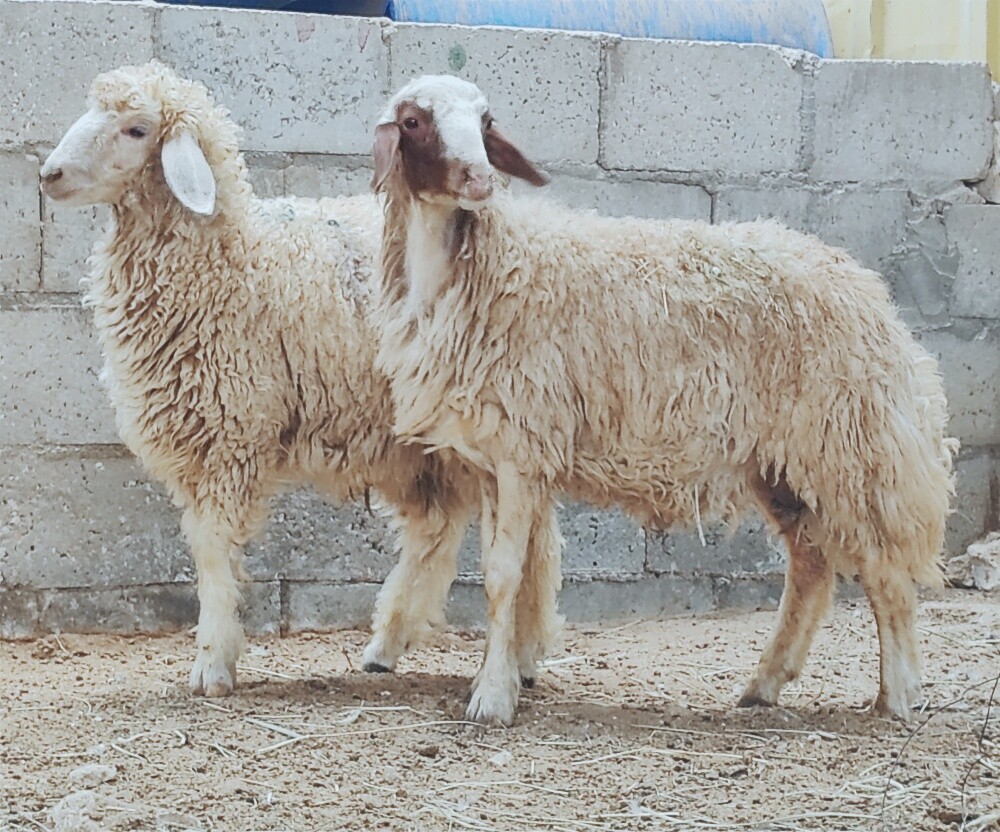خرفان ذبايح شحم فل - 2