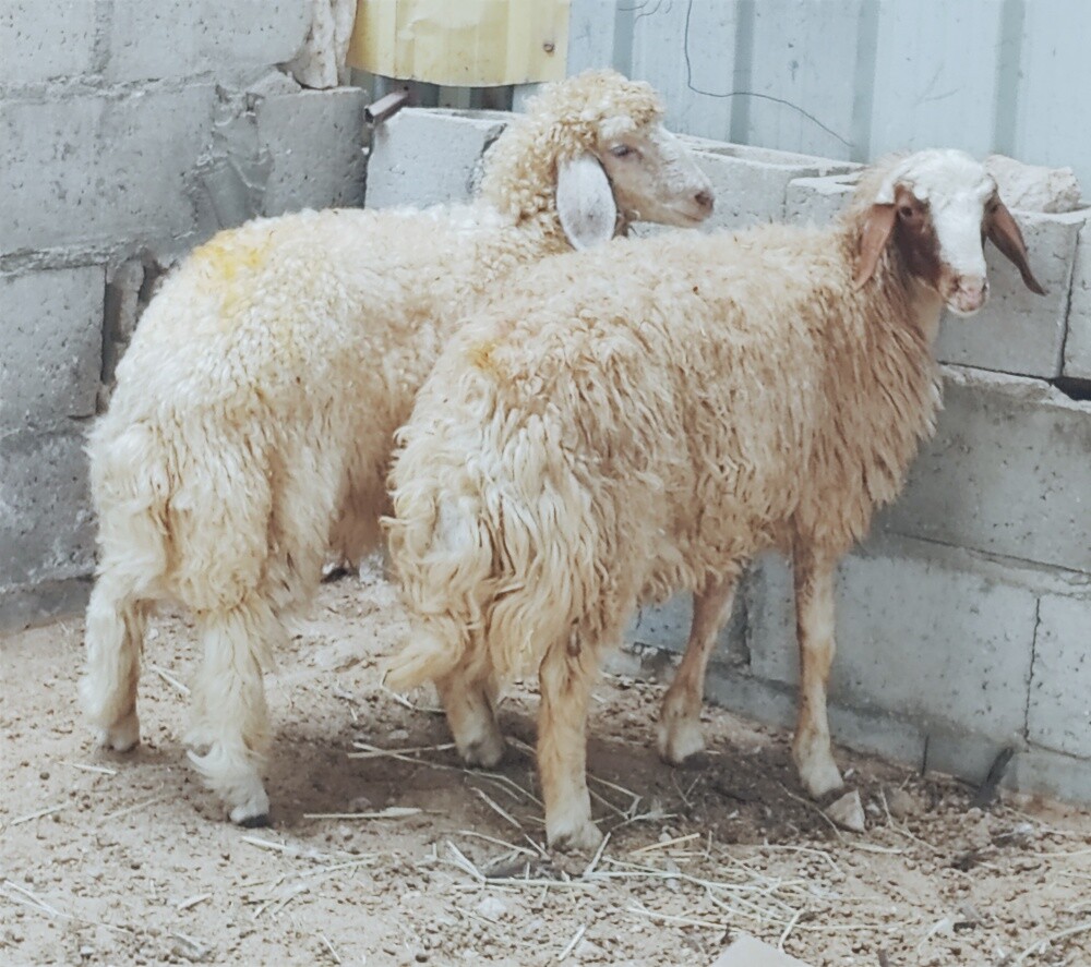خرفان ذبايح شحم فل - 1