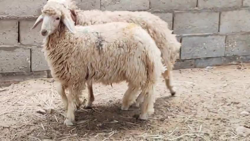 خرفان ذبايح شحم فل - 3