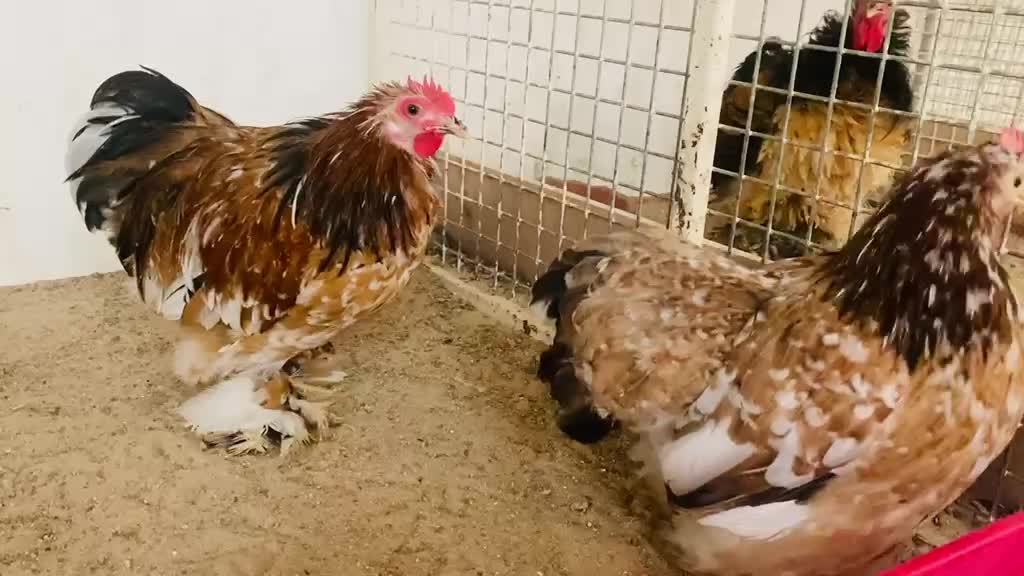 جوز كوشن القزم - 3