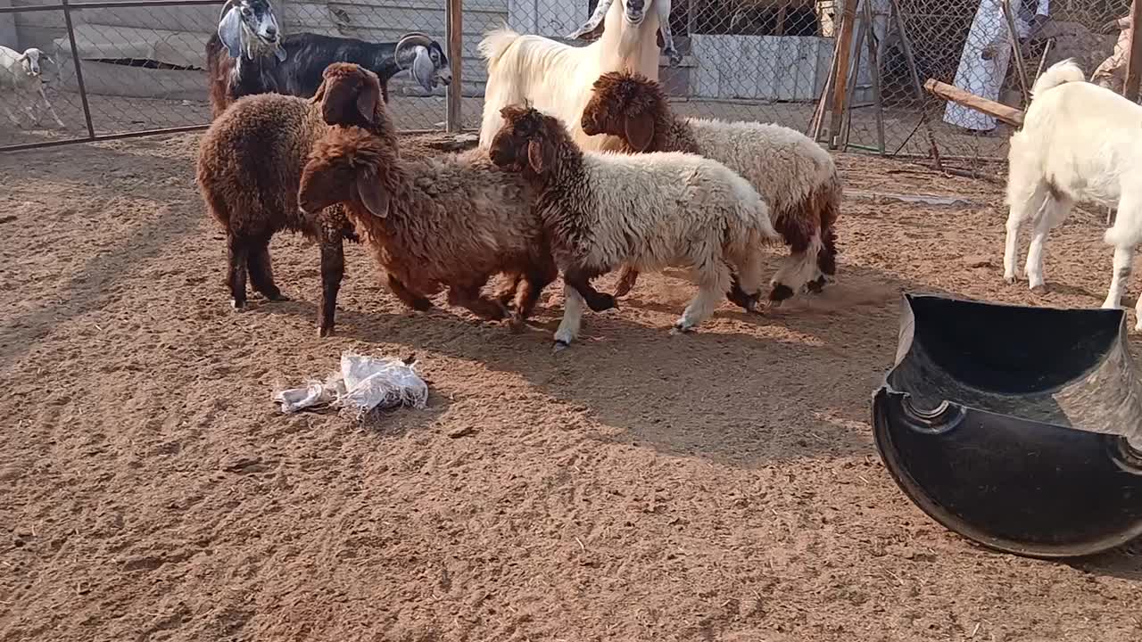 البيع رخال سوريه طيبه مقنوي - 1