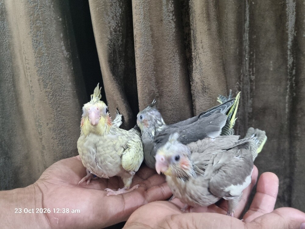 Cockatiel Chick - 4