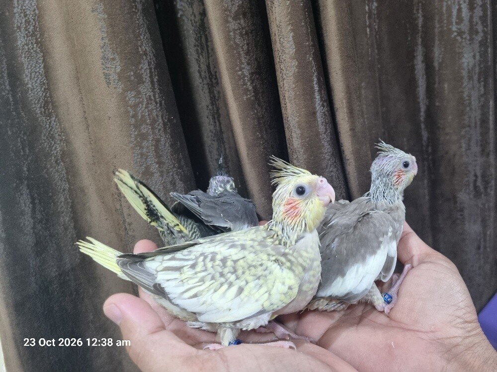 Cockatiel Chick - 2