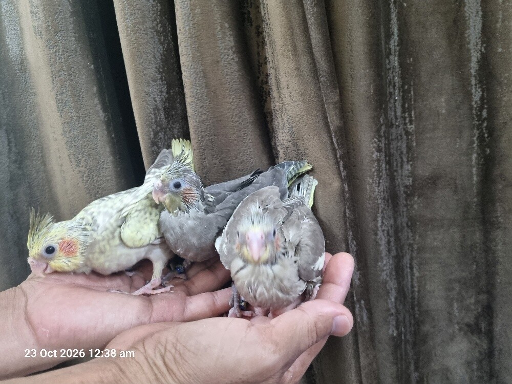 Cockatiel Chick - 5