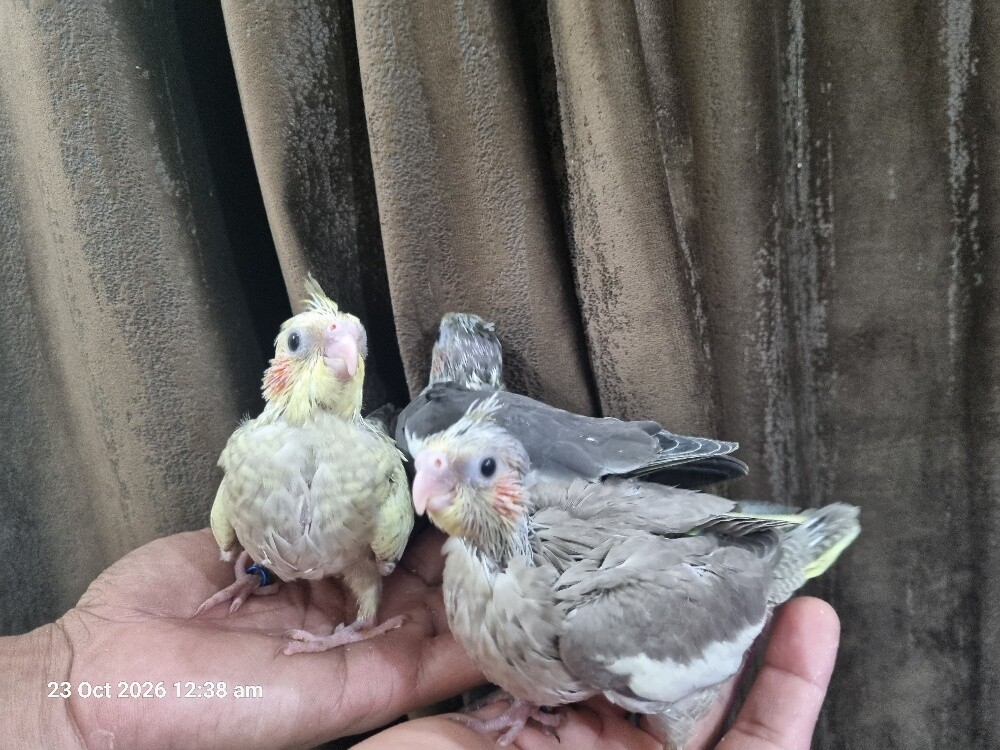 Cockatiel Chick - 3