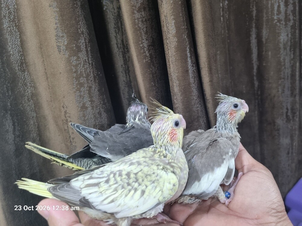 Cockatiel Chick - 1