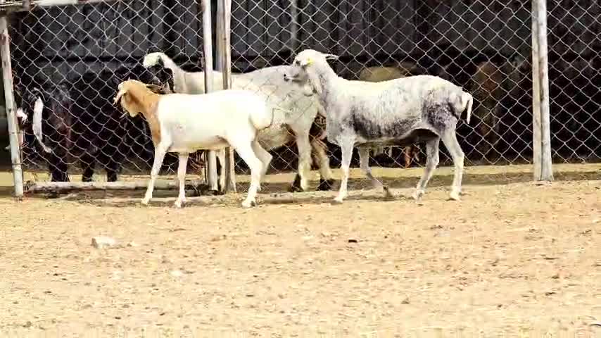 للبيع شوهات بربر بيرشن اصيلة طيبه - 1